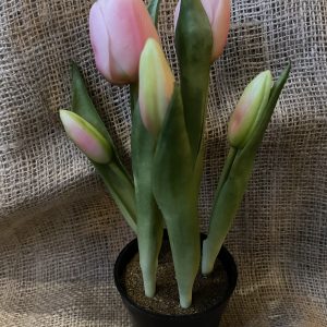 Tulpen in pot | Licht Roze